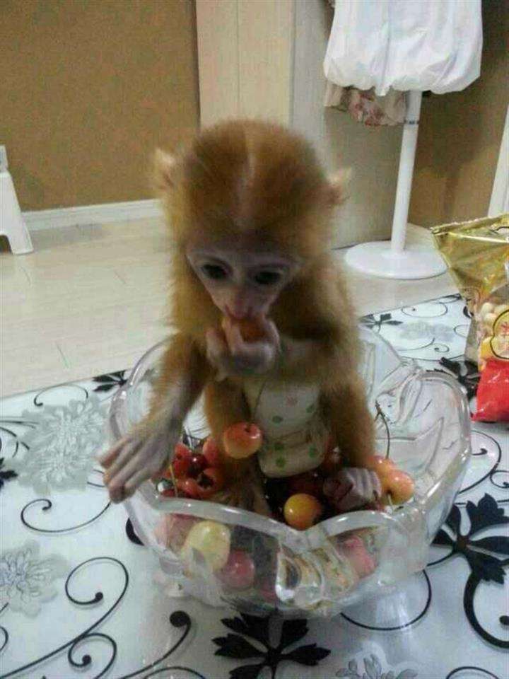 哪里能做职业资格证